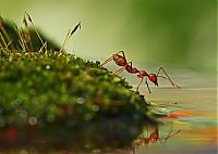 Fauna & Flora: insect macro photography