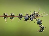 Fauna & Flora: insect macro photography