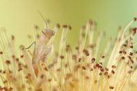 Fauna & Flora: insect macro photography