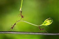 Fauna & Flora: insect macro photography