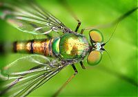 Fauna & Flora: insect macro photography