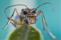 TopRq.com search results: insect macro photography