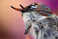 Fauna & Flora: insect macro photography