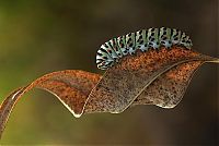 insect macro photography