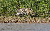 Fauna & Flora: jaguar hunts for a crocodile