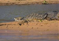 Fauna & Flora: jaguar hunts for a crocodile