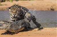 Fauna & Flora: jaguar hunts for a crocodile