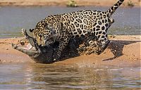 Fauna & Flora: jaguar hunts for a crocodile