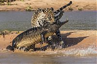 Fauna & Flora: jaguar hunts for a crocodile