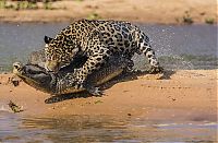 Fauna & Flora: jaguar hunts for a crocodile