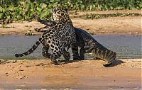 Fauna & Flora: jaguar hunts for a crocodile