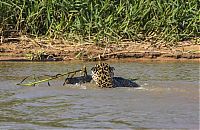 Fauna & Flora: jaguar hunts for a crocodile