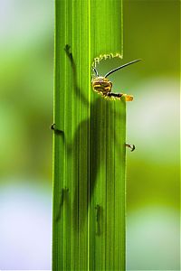 Fauna & Flora: grasshopper eating a plant