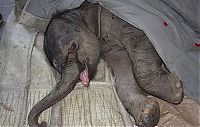 TopRq.com search results: baby elephant cried for hours after mother rejected him