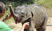 TopRq.com search results: baby elephant cried for hours after mother rejected him
