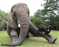 Fauna & Flora: elephant and labrador dog are best friends