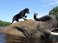 Fauna & Flora: elephant and labrador dog are best friends