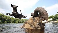 Fauna & Flora: elephant and labrador dog are best friends