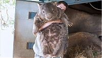 Fauna & Flora: Patrick, 27-year-old wombat