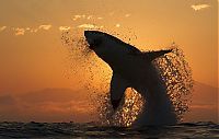 TopRq.com search results: great white shark hunting in the sunset