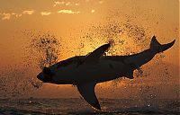 Fauna & Flora: great white shark hunting in the sunset