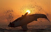 TopRq.com search results: great white shark hunting in the sunset