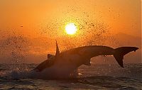 Fauna & Flora: great white shark hunting in the sunset