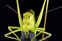 Fauna & Flora: insect macro photography