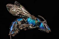 Fauna & Flora: insect macro photography