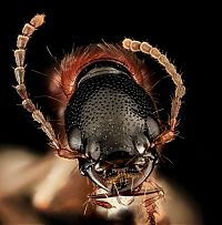 Fauna & Flora: insect macro photography