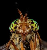 Fauna & Flora: insect macro photography