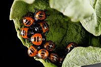 TopRq.com search results: insect macro photography