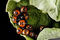 Fauna & Flora: insect macro photography