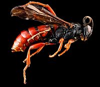 insect macro photography
