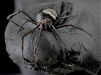 insect macro photography