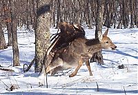 TopRq.com search results: Golden eagle hunting a sika deer, Lazovsky district, Primorsky Krai, Russia