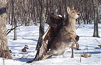 Fauna & Flora: Golden eagle hunting a sika deer, Lazovsky district, Primorsky Krai, Russia