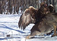 Fauna & Flora: Golden eagle hunting a sika deer, Lazovsky district, Primorsky Krai, Russia