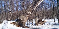 Fauna & Flora: Golden eagle hunting a sika deer, Lazovsky district, Primorsky Krai, Russia