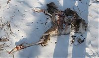 TopRq.com search results: Golden eagle hunting a sika deer, Lazovsky district, Primorsky Krai, Russia
