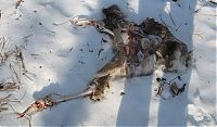 Fauna & Flora: Golden eagle hunting a sika deer, Lazovsky district, Primorsky Krai, Russia