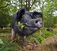 TopRq.com search results: Pannage pigs, New Forest, Hampshire, England, United Kingdom