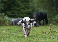 Fauna & Flora: Pannage pigs, New Forest, Hampshire, England, United Kingdom