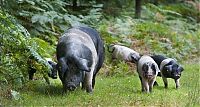 Fauna & Flora: Pannage pigs, New Forest, Hampshire, England, United Kingdom