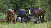 Fauna & Flora: Pannage pigs, New Forest, Hampshire, England, United Kingdom