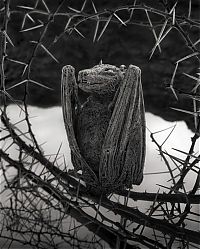 Fauna & Flora: Dead animals alive again by Nick Brandt, Lake Natron, Tanzania