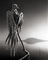 TopRq.com search results: Dead animals alive again by Nick Brandt, Lake Natron, Tanzania