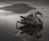 Fauna & Flora: Dead animals alive again by Nick Brandt, Lake Natron, Tanzania