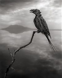 Fauna & Flora: Dead animals alive again by Nick Brandt, Lake Natron, Tanzania