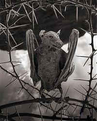 Fauna & Flora: Dead animals alive again by Nick Brandt, Lake Natron, Tanzania